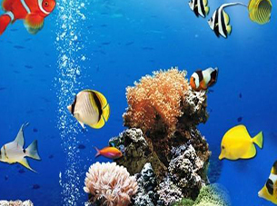 Sea Underwater Difference - Free Online Spot the Differences Game